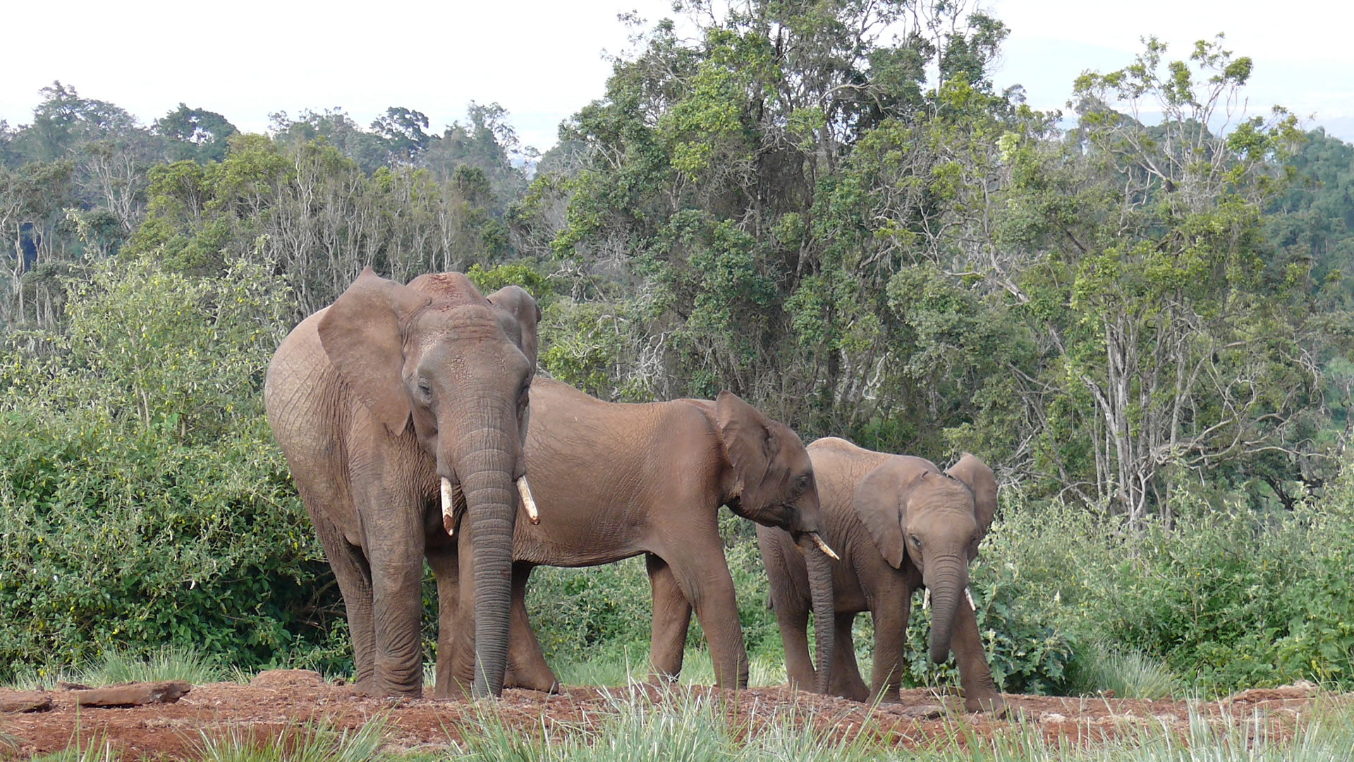 aberdare national park