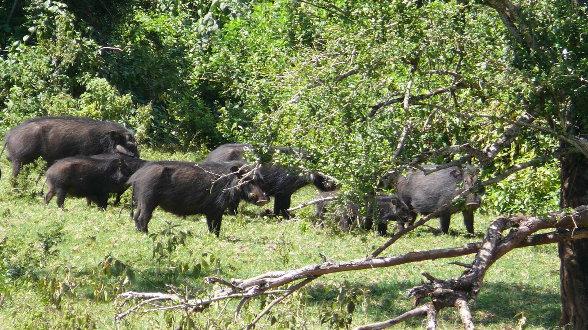 aberdare national park