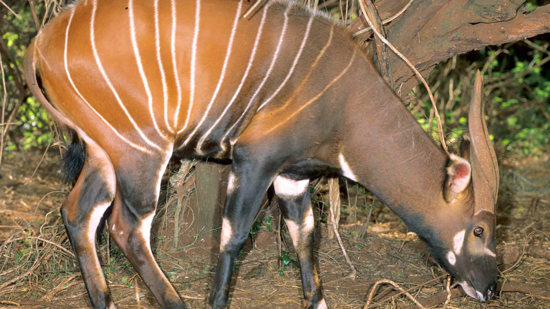 aberdare national park