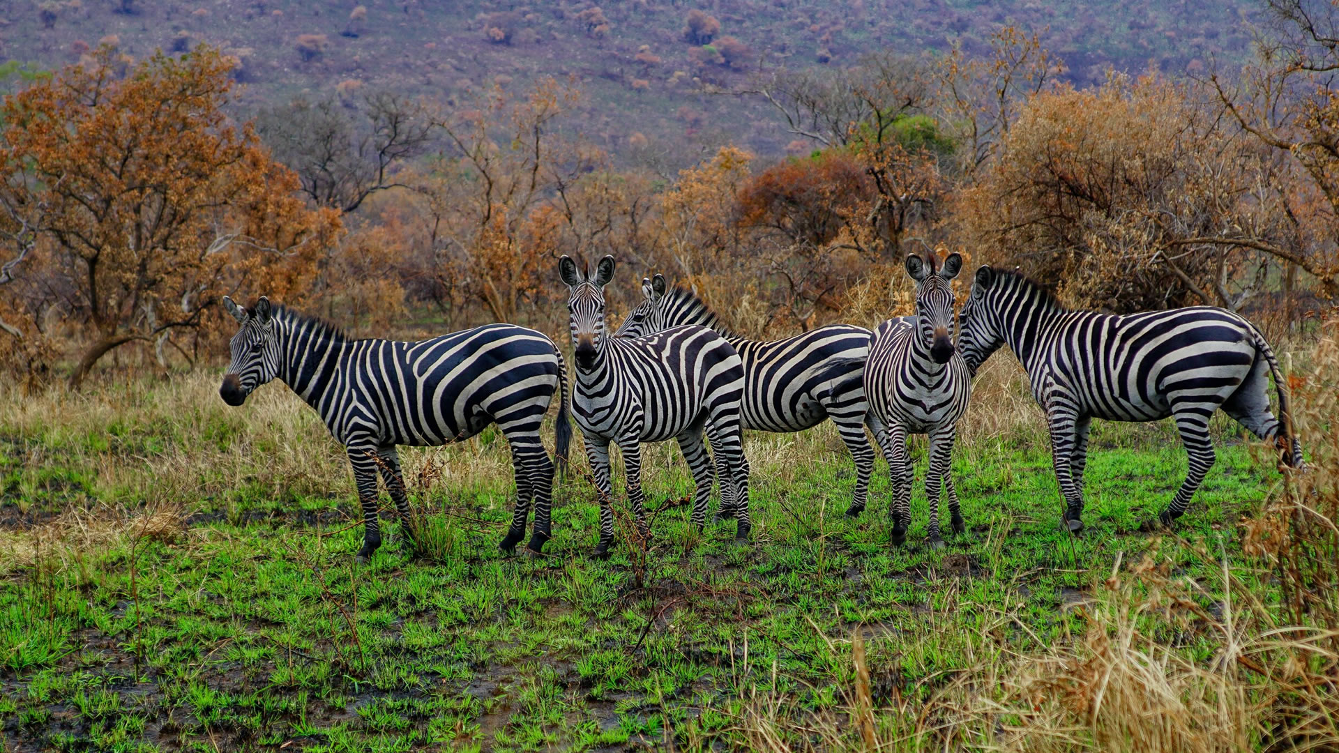 akagera national park