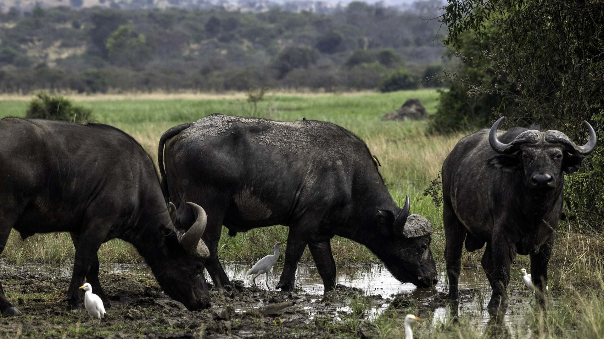 akagera national park