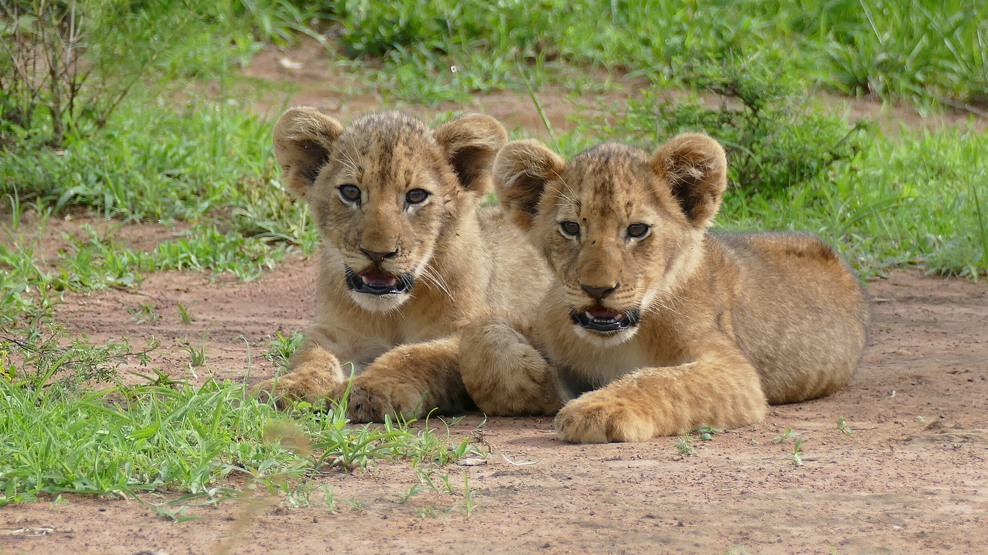 akagera national park