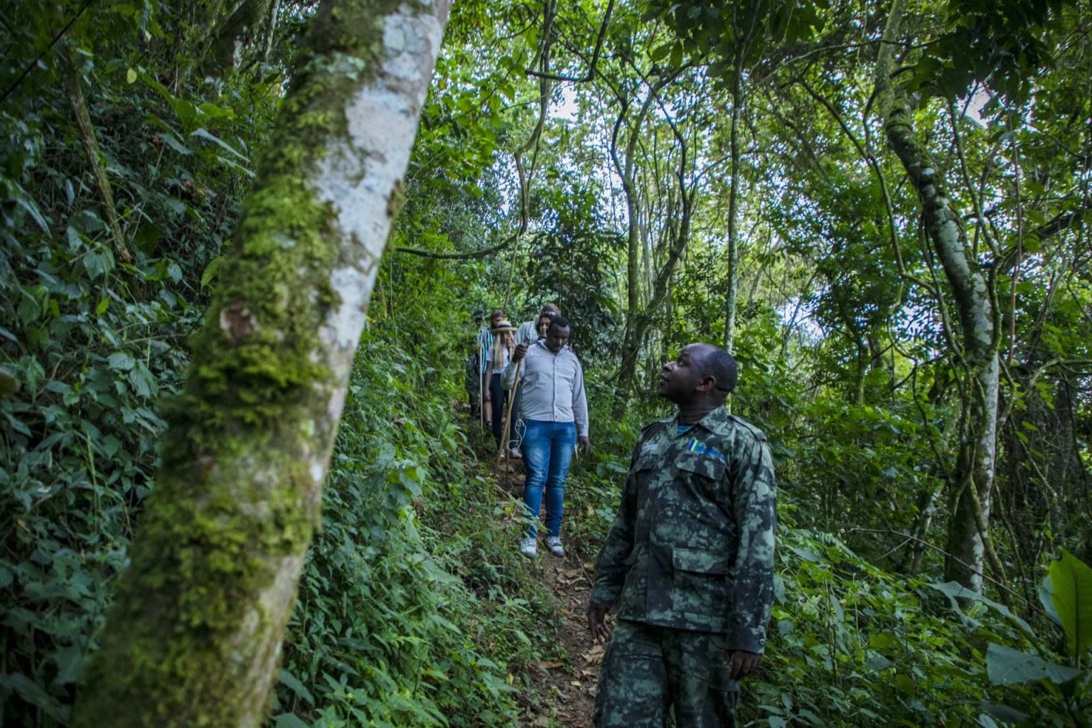 gishwati mukura national park