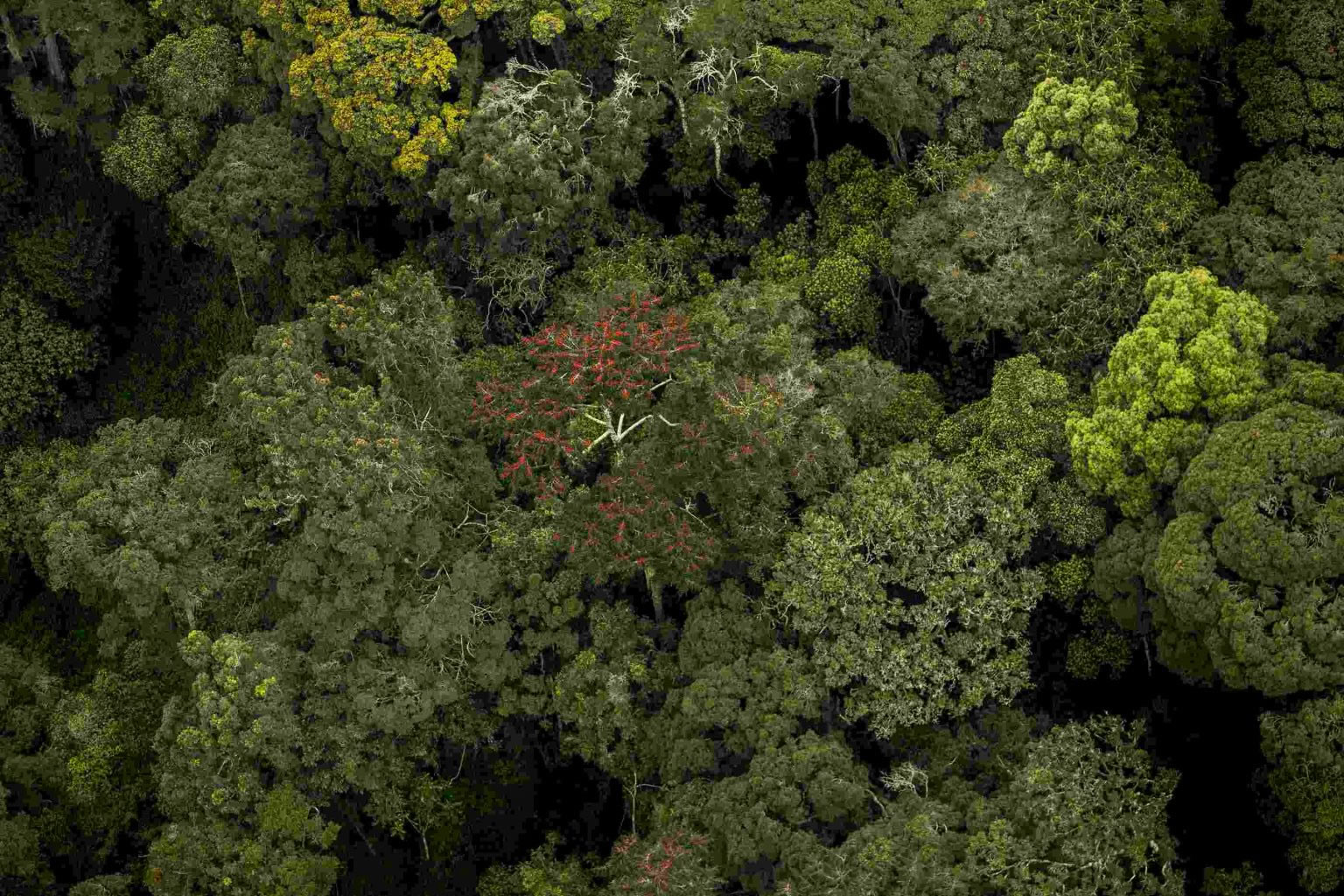 gishwati mukura national park