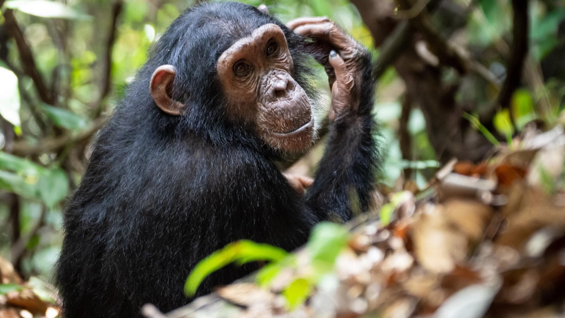 gombe national park gombe national park