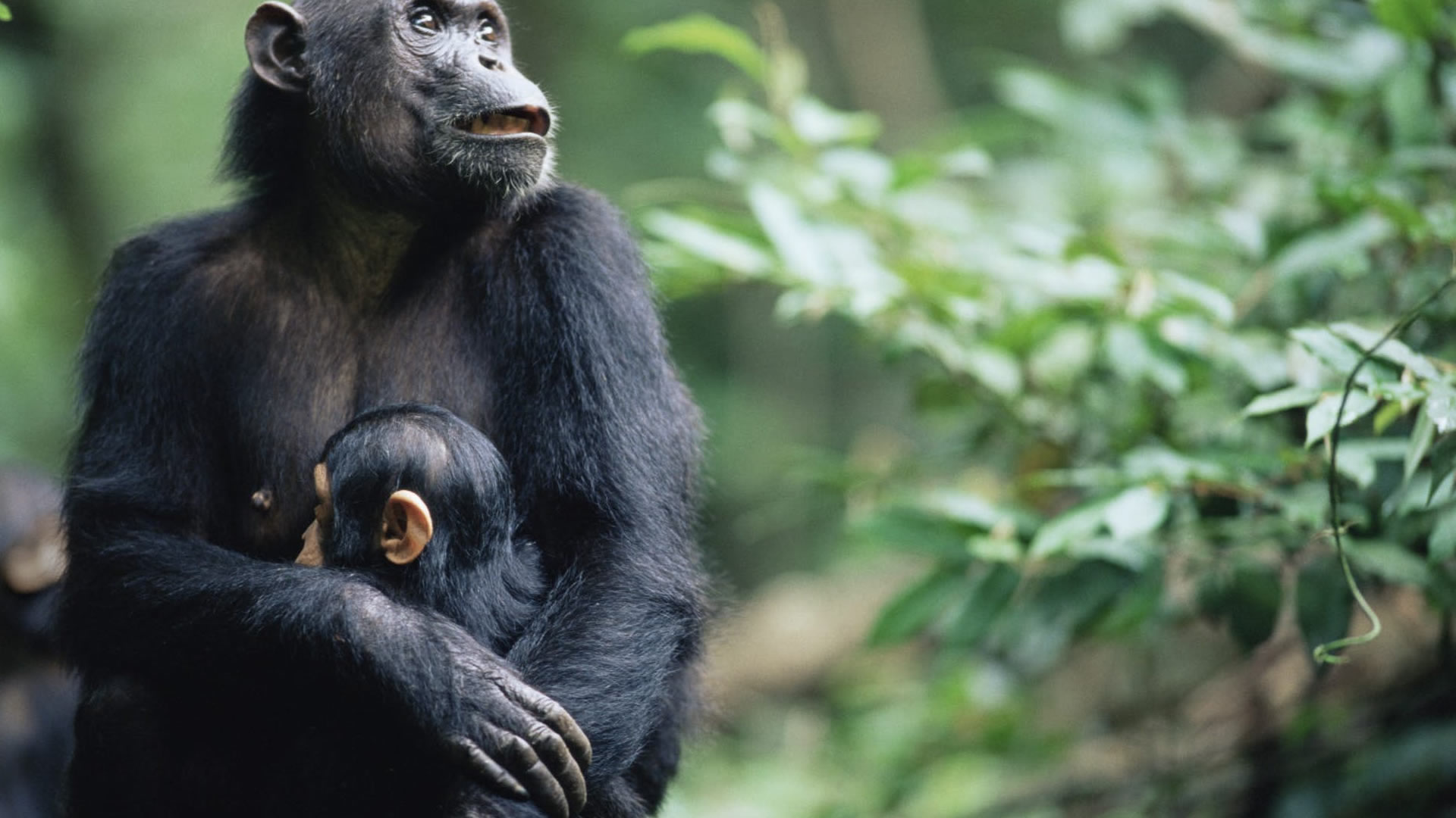 gombe national park gombe national park