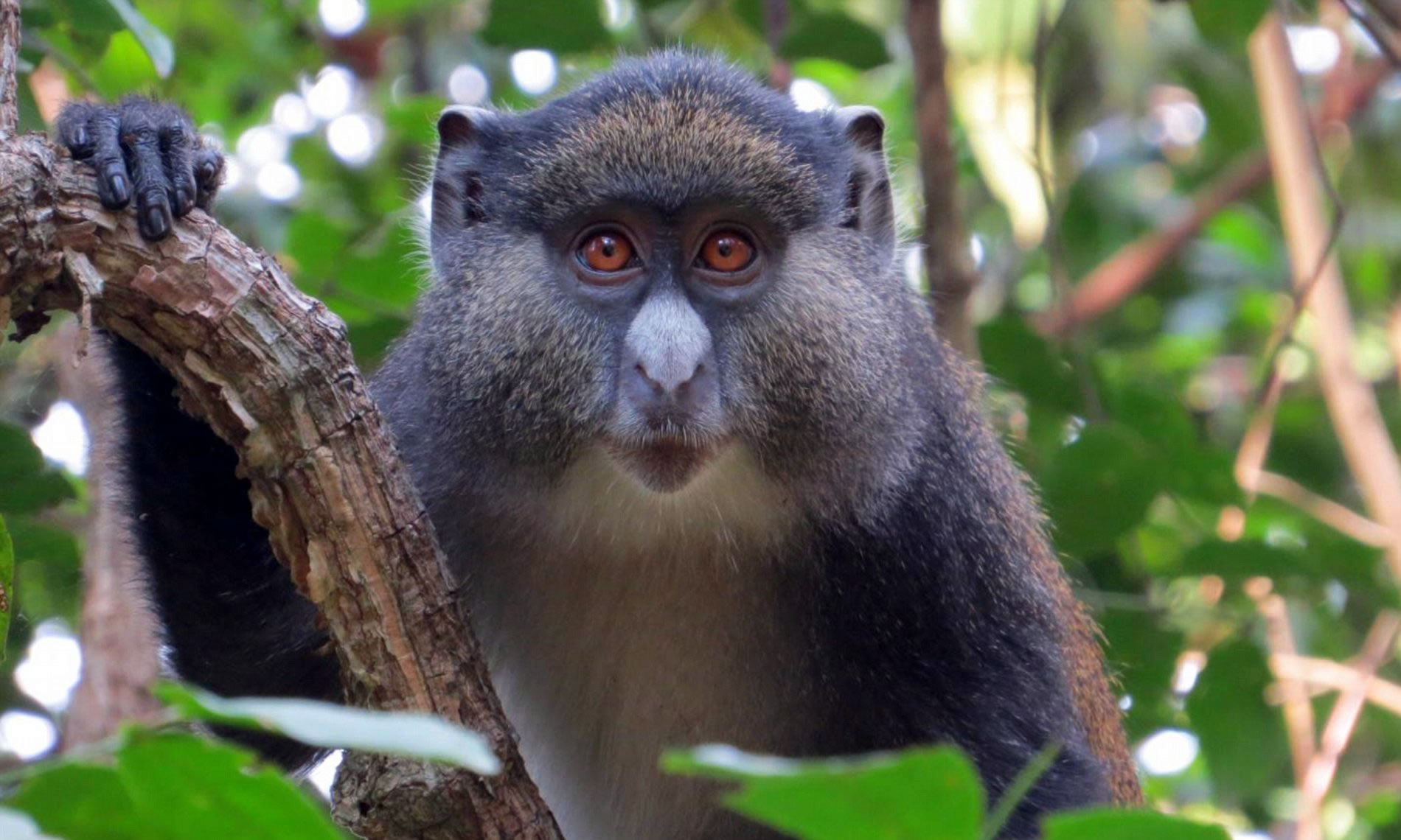 gombe national park gombe national park
