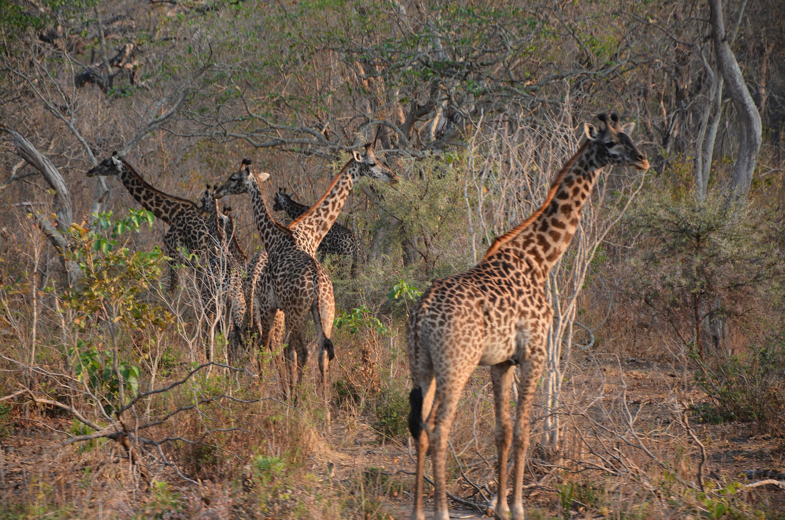 katavi national park katavi national park