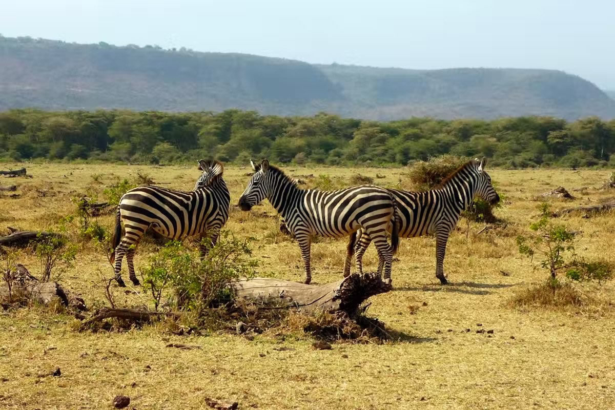 lake manyara national park lake manyara national park