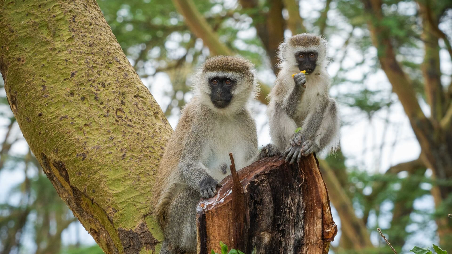 lake nakuru national park