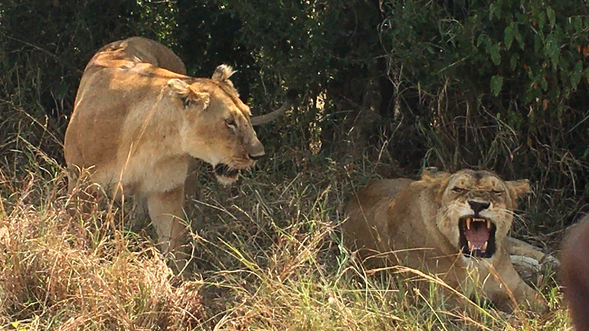 lake nakuru national park