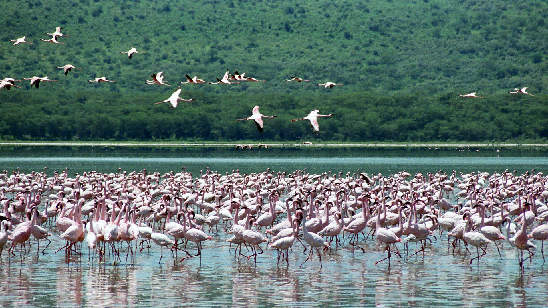 lake nakuru national park