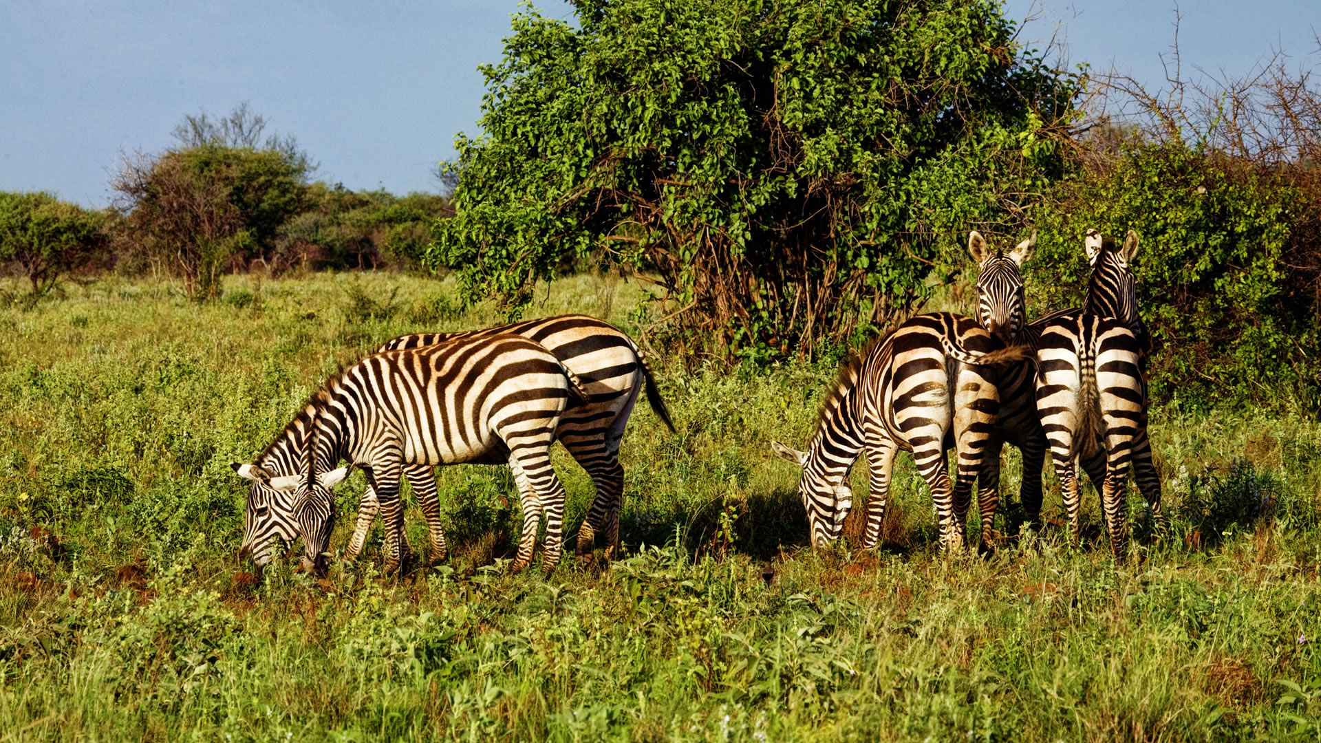 meru national park