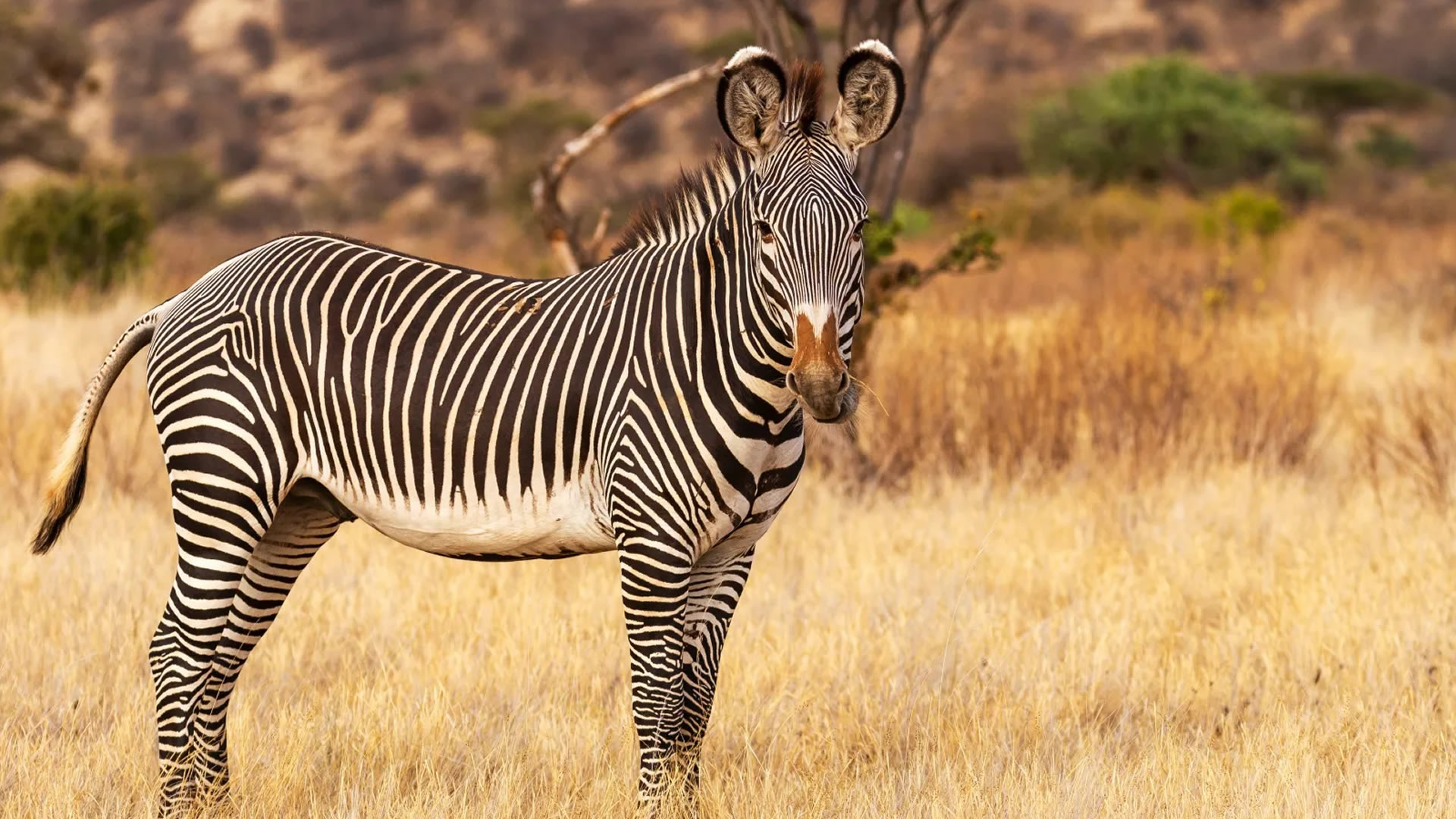 samburu national reserve
