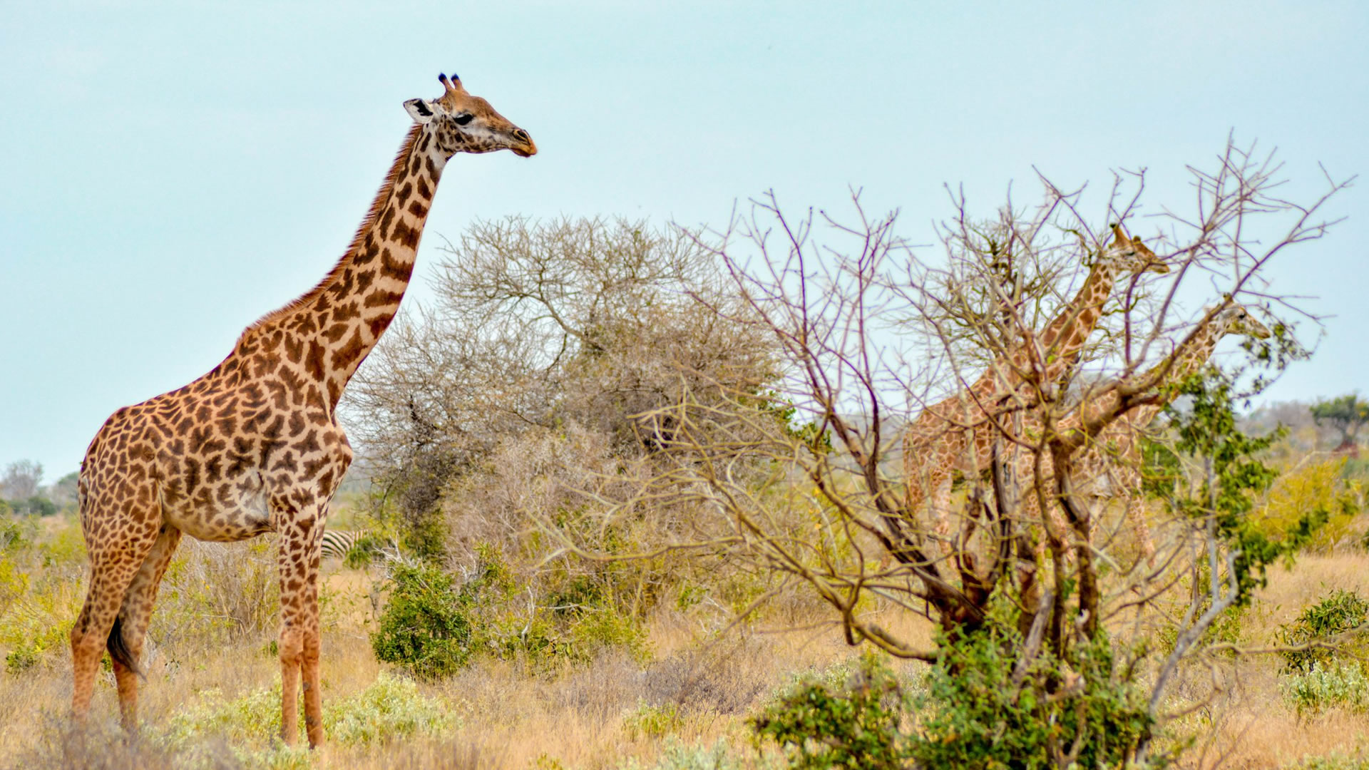 tsavo east national park
