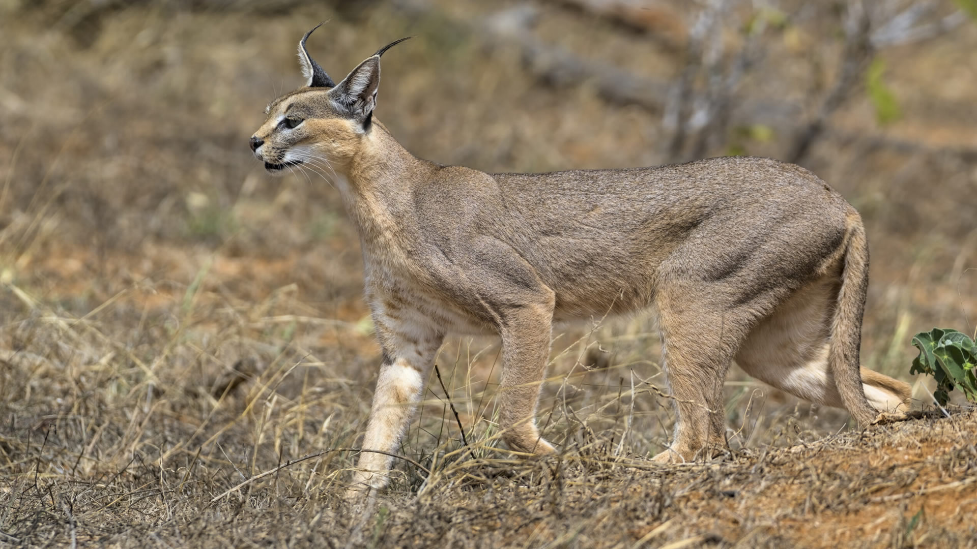 tsavo east national park