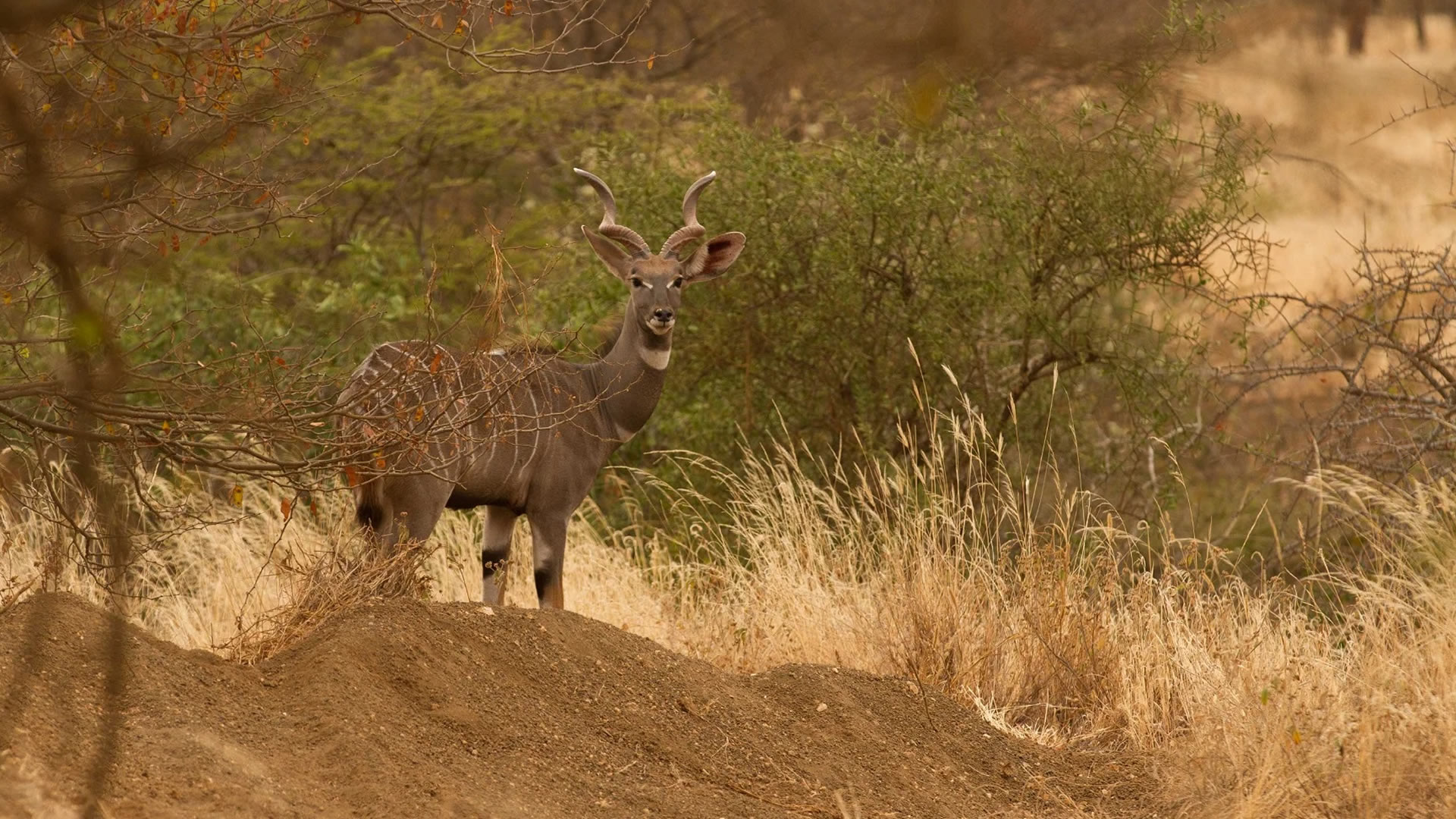 tsavo west national park
