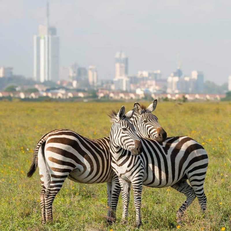 nairobi half day tour