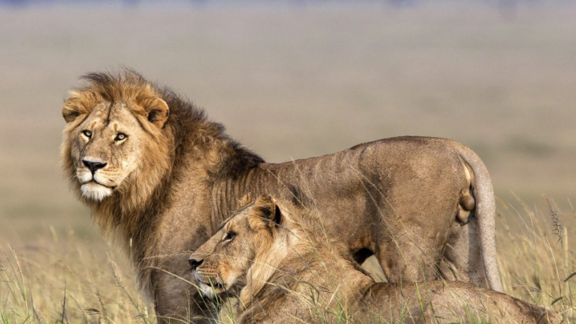 4 days maasai mara fly package