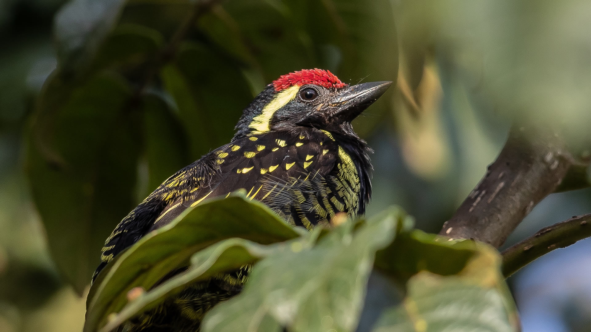 8 days bird watching experience